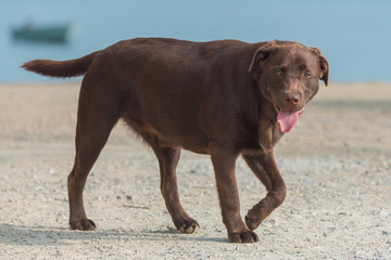     Dog labrador walking on the shore, young chocolate dog 
