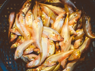 魚