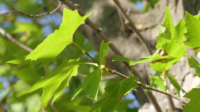 Green leaves of maple, close-up / Maple tree crown in sunlight in windy day