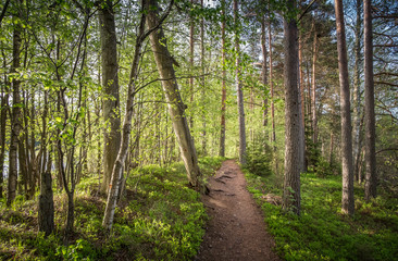 Path in narrow island at bright summer day in Liesjärvi national park, Finland