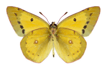 Butterfly Colias eurytheme (male) (underside) on a white background