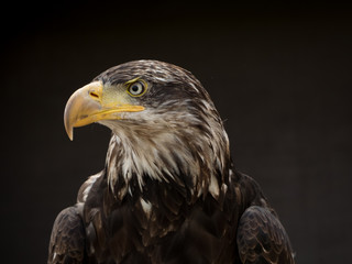 portrait of an eagle