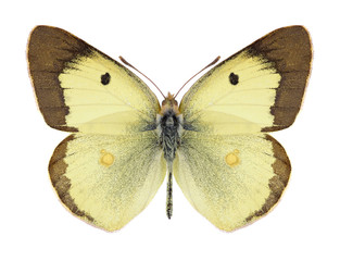 Butterfly Colias philodice (male) on a white background