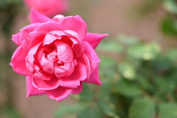pink rose ready to bloom