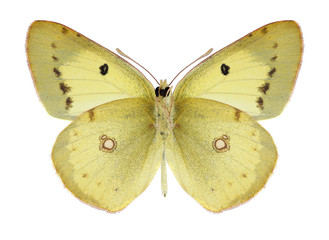 Fototapeta premium Butterfly Colias philodice (male) (underside) on a white background