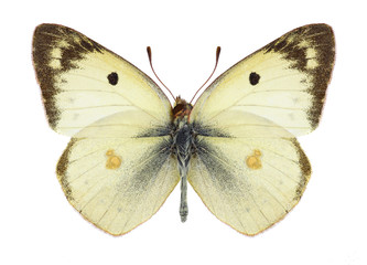 Butterfly Colias philodice (female) on a white background