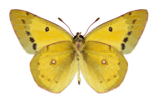 Butterfly Colias eurytheme (male) (underside) on a white background