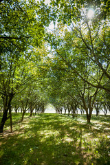 Great beautiful sunlight between a fruit tree plantation.