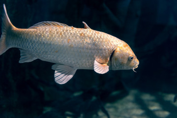 Valuable nishikigoi or koi swimming in large aquarium