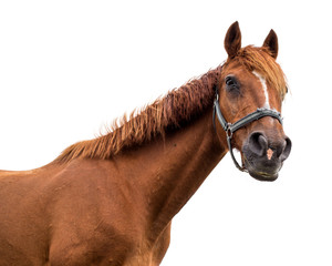 Bay horse on white background