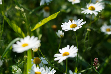 Fototapeta na wymiar Chamomile field in natural light with a blurry background