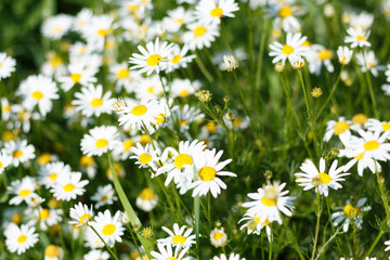 Fototapeta premium Chamomile field in natural light with a blurry background
