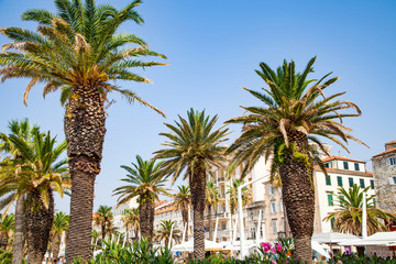 Fototapeta na wymiar Palm trees in Split, Croatia