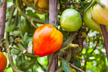 Ripe tomatoes in the garden