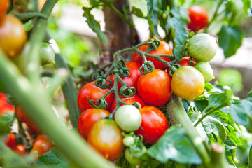 Ripe tomatoes in the garden