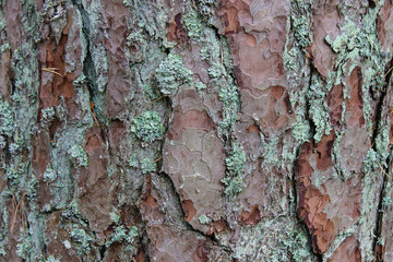 Pine Tree Bark
