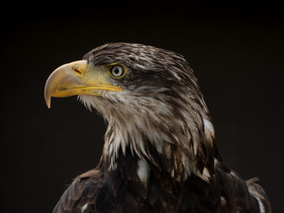 Obraz premium portrait of an eagle