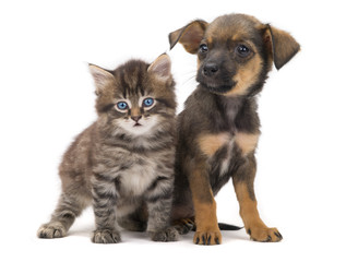 kitten and puppy © fotomaster
