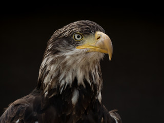 portrait of an eagle