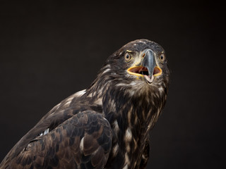 portrait of an eagle