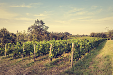 Fototapeta na wymiar Countryside landscape with vineyard.
