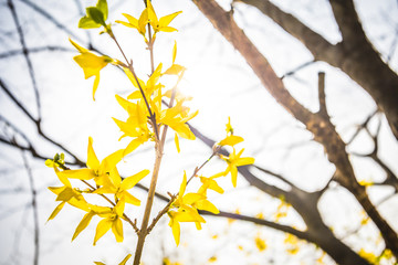 Forsythia