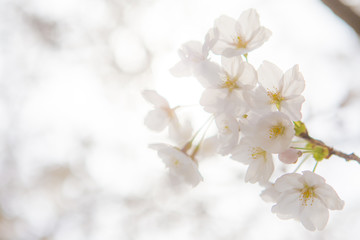 cherry blossoms