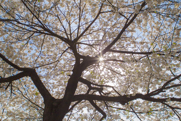 cherry blossoms