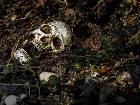 In Front Of Human Skull Buried In The Soil With The Roots Of The Tree On The Side. The Skull Has Dirt Attached To The Skull.concept Of Death And Halloween