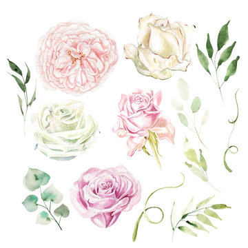 Watercolor set with different roses and leaves. Illustration