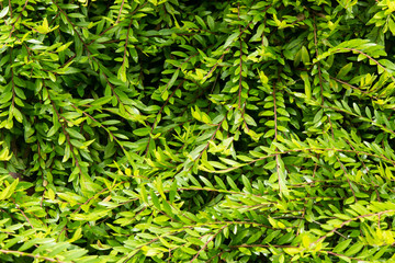Leaf Green Background
