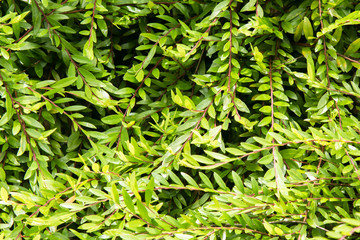 Leaf Green Background