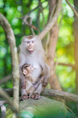 Monkey mother with baby in Khao yai national park,Thailand