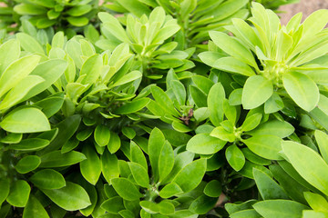 Leaf Green Background