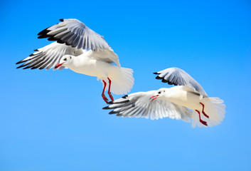 Two white sea gulls fly high in the sky