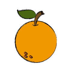 orange fruit citrus nature food fresh vector illustration