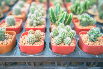 Blurred close-up many cactus in different species in seedling trays. Selective focus