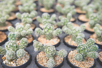 Close-up many cactus in different species in seedling trays