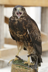 Black-chested buzzard-eagle (Geranoaetus melanoleucus) perched on an artificial innkeeper