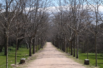 camino arboles