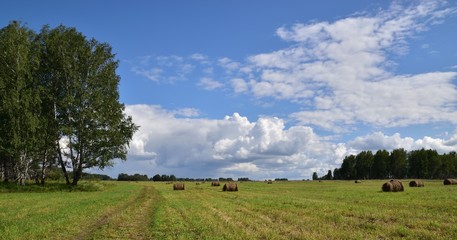 Fototapeta premium Sheaves of hay in the field