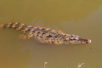 crocodile