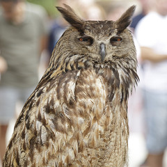 Upper body of an real owl (bubo bubo)
