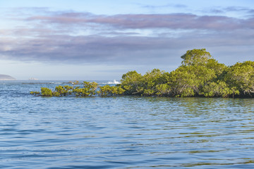 Seascape at Isabela Island, Galapagos, Ecuador