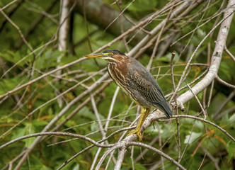 Green Heron