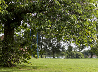 Tree swing in a public park