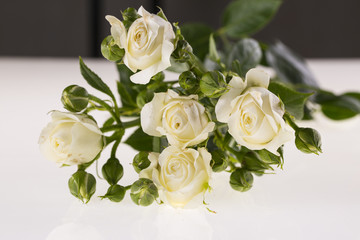 White roses on a white background