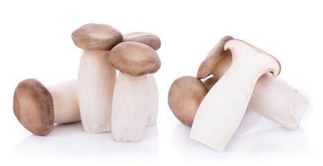 King oyster mushroom Pleurotus eryngii on white background