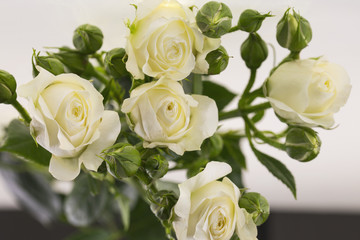 White roses on a white background