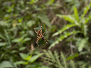 spider in its web net